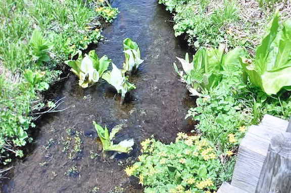 尾瀬ヶ原の水芭蕉