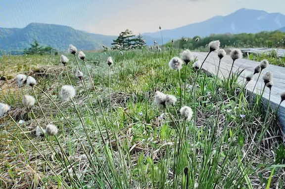 尾瀬ヶ原を散策