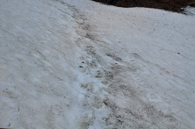 尾瀬、長英新道の雪渓