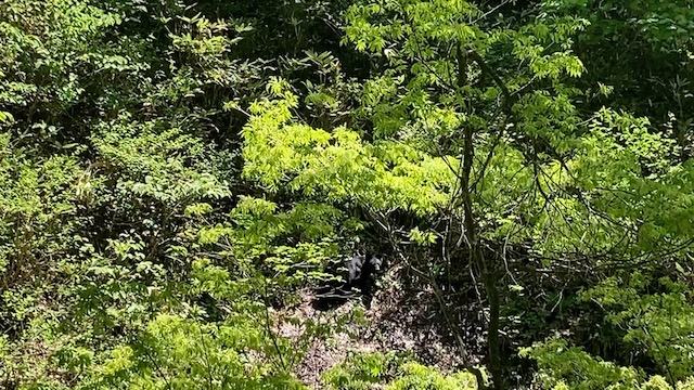 尾瀬・山ノ鼻付近にいたツキノワグマ