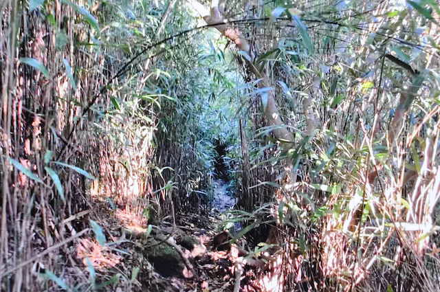 三浦アルプス、尾根道