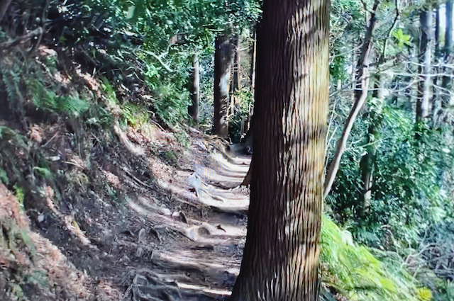 三浦アルプス、砲台道から二子山自然遊歩道への道