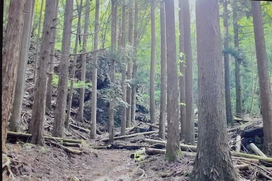 鬼ケ岳登山道の杉林
