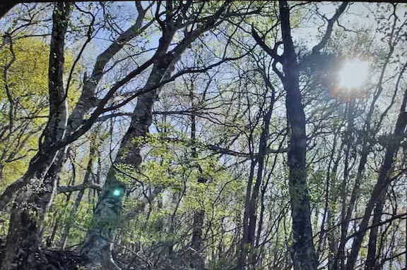 鬼ケ岳登山道の尾根
