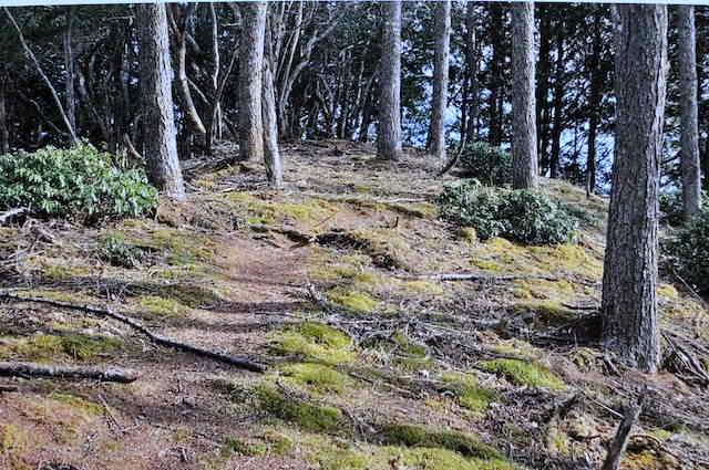 両神山は梵天尾根の登山道