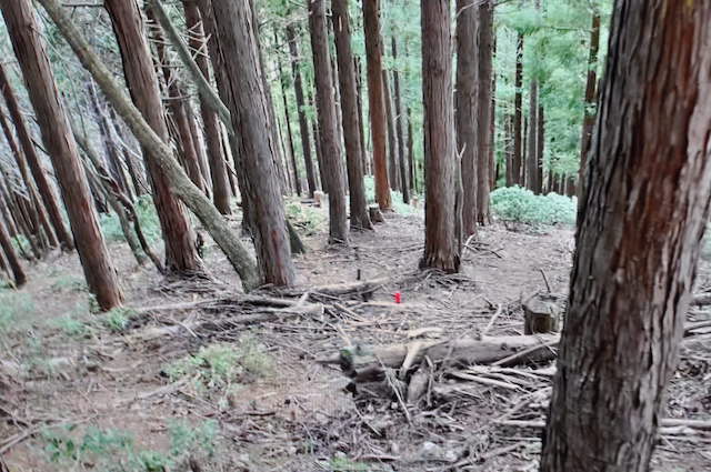 白井差峠から中双里への登山道