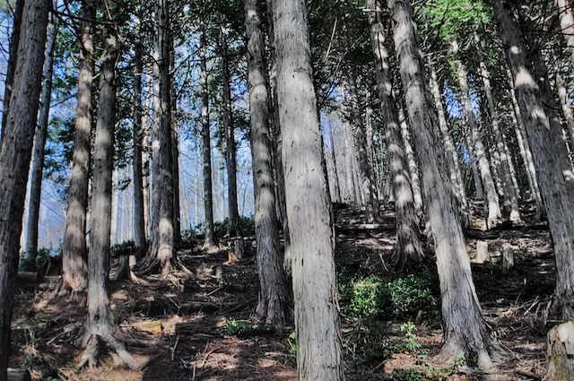 白井差峠から中双里への登山道