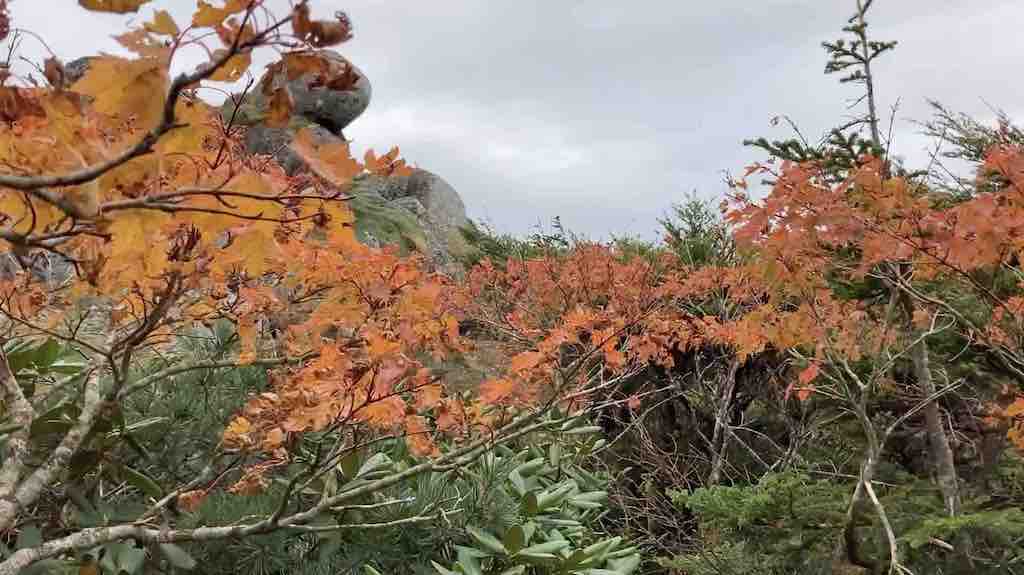 薬師岳の鞍部の紅葉